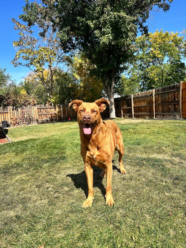So You Just Adopted a Puppy | New Puppy Checklist from Bork Dog Treats