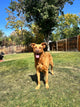 So You Just Adopted a Puppy | New Puppy Checklist from Bork Dog Treats